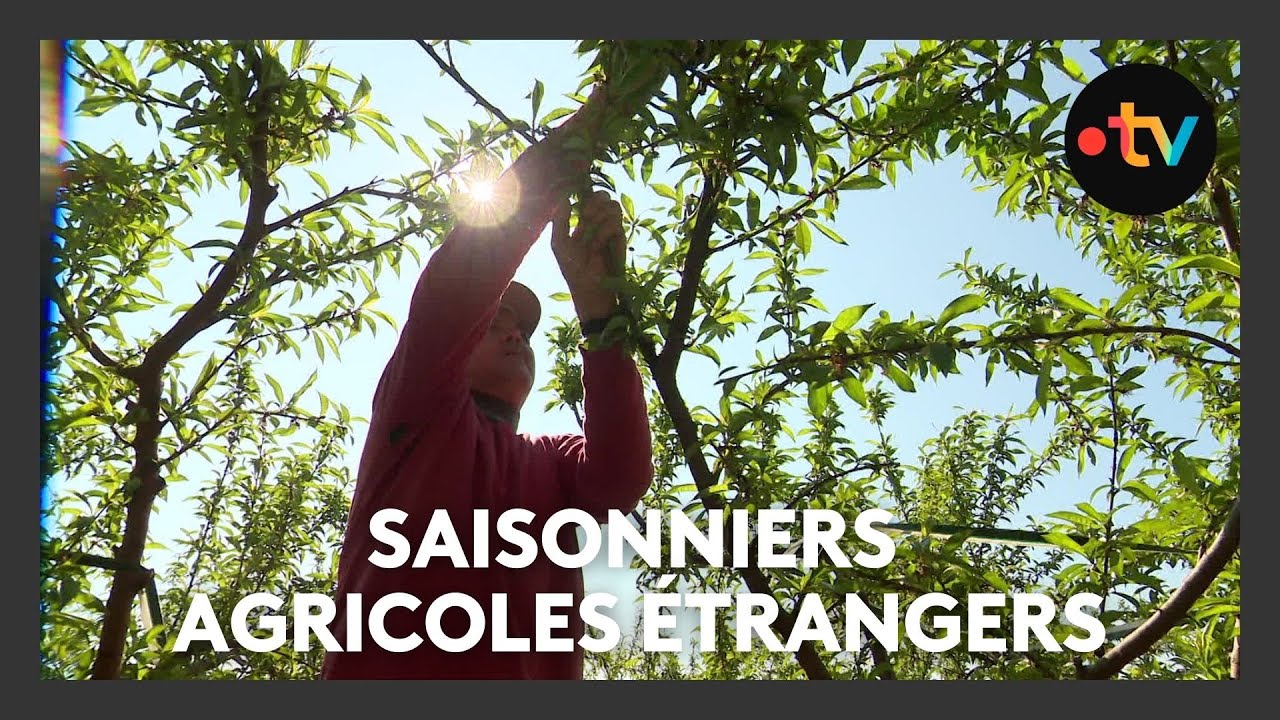 La complexité d'embauche des travailleurs saisonniers agricoles étrangers