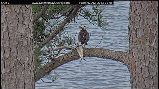 Lake Murray Osprey Ricky catches whopper another O catches fish as well 5-8-2023