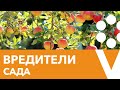 ОТВЕТЫ НА ВСЕ ВОПРОСЫ ПО ПЛОДОВЫМ ДЕРЕВЬЯМ И КУСТАРНИКАМ!