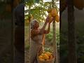 "दादीमा के हाथों का प्यार… हर पपीते में स्वाद बनकर उतरता #Trending#Viral#ReelsIndiaShorts#ViralReels
