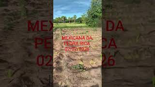 Desenvolvimento  da palma  MPR. #palma #fazenda #upanema #ovinos #cariri #Damara #baixadojuazeiro
