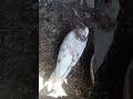 #pigeon #kabootar #kabutar #birds #pigeonlover #feed #video #youtubeshorts #viralvideoシ