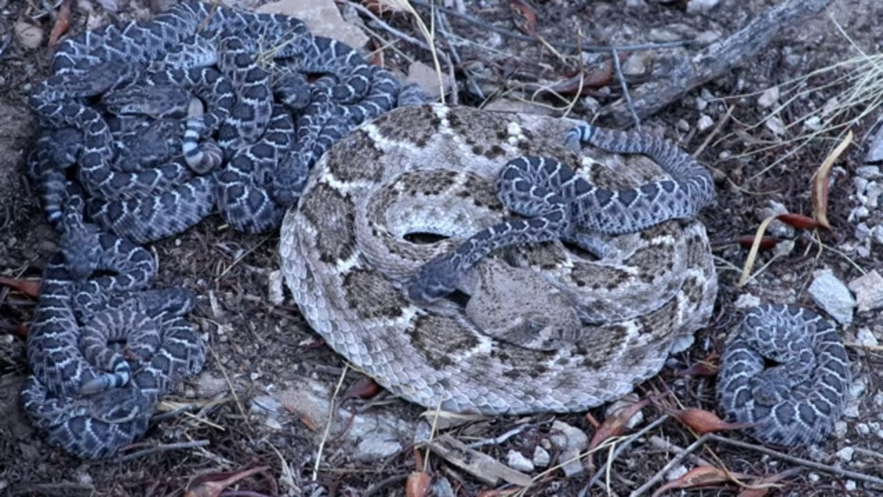Nest of Rattlesnakes! Mother Western Diamondback Rattlesnake sits with