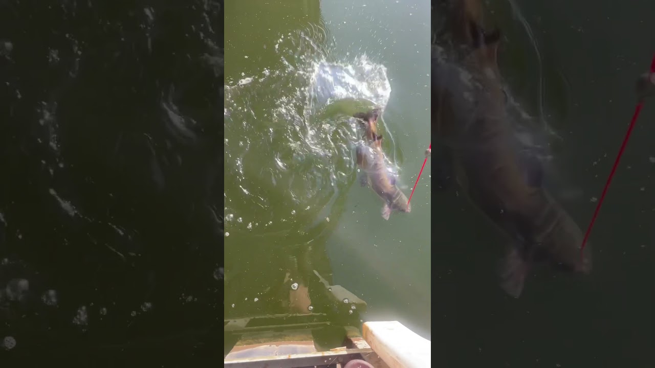 I set out my catfish rig last night and caught two nice cats. 