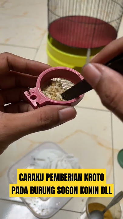 How to Give Kroto to Sogon Konin Birds etc. #kicaumania #qinarakicau #qinarabanyuwangi