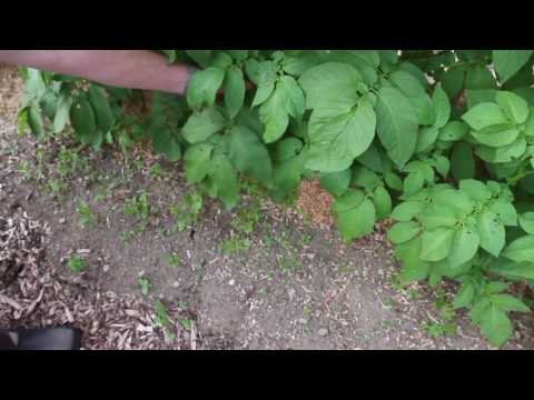 Doug's Garden Tour