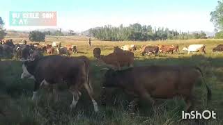 Yaz Geliyor Çiftçiler