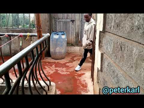 Vile Comrades Huchafua Baada Ya Usafi