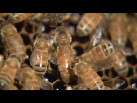 Videó: Melyik madár eszi a mézelő méheket?