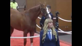 Curlin filly Hip#240 sells for $560K at Fasig-Tipton sales (5/18/26)