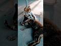 Cats Funny Music Remix Dj Cats Funny Music Remix Dj