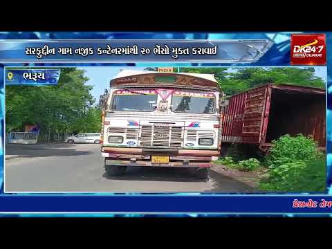 #ankleshwar | સરફુદ્દીન ગામ નજીક કન્ટેનરમાંથી 20 ભેંસો મુક્ત કરાવાઈ.| #drashtikonnews