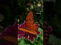 Agraulis vanillae - Mariposa Espejito - Butterfly #mariposas #Butterfly