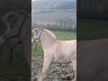 Two of my horses lost it today 😂 #horses #equestrianjourney #horse #funnyhorse