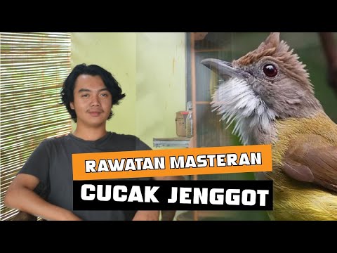 TIPS CARA SETTING CUCAK JENGGOT AGAR GACOR DAN NGEBESIT PANJANG RAPET