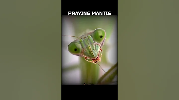 Animals with the most eyes! 💀🤯 #Shorts #Animals #Biology #Nature #Science #Venom