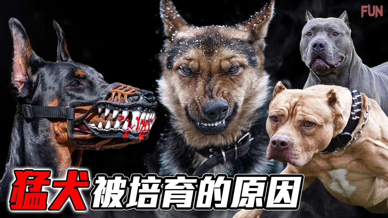 猛犬被培育出來的原因，史上最完美的鬥犬？| 比特犬並不是一種狗的品種？| 捕熊、鬥狗、皇族專屬犬？ - YouTube