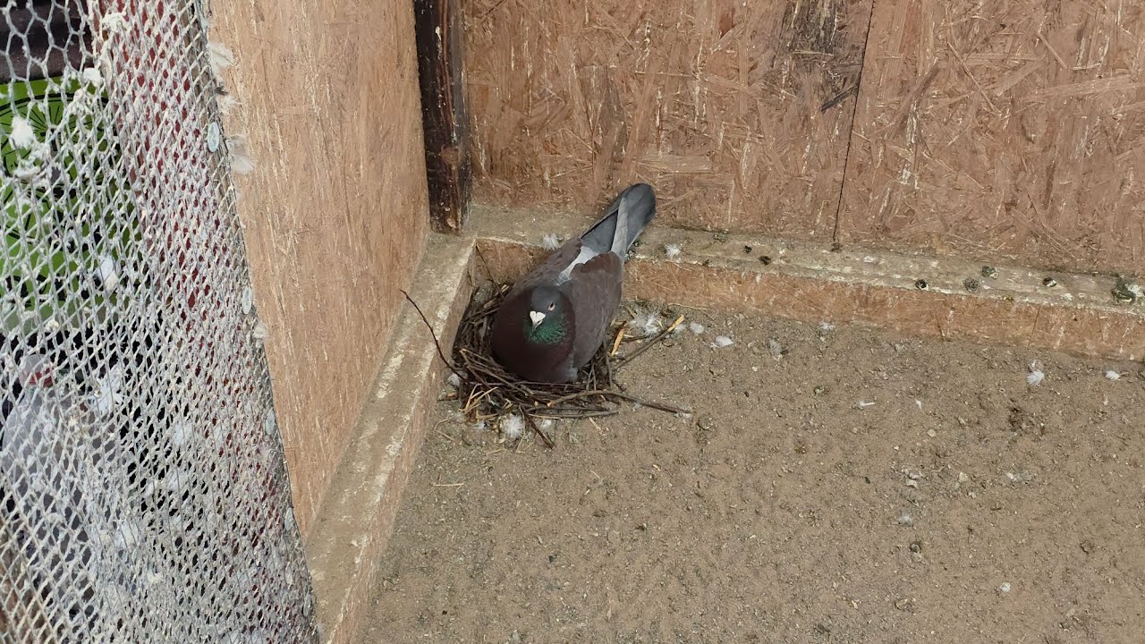 Tauben in der Zucht Vorbereitung und Zucht 15.02.2026