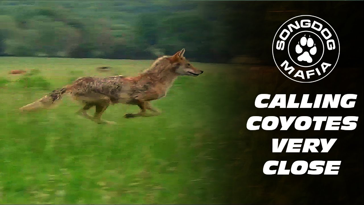 coyote caller coyote caller