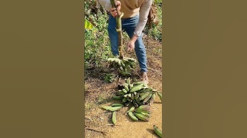cool technique for cutting bananas from the bunch #shorts