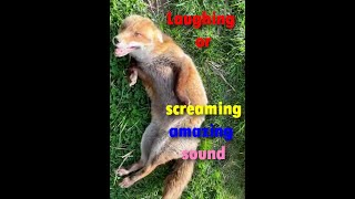 Laughing Or Screaming Amazing Sound