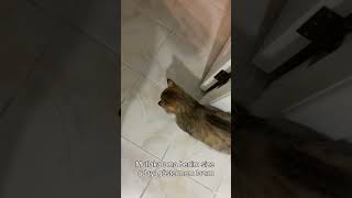 Takip Ediliyorum Şfet