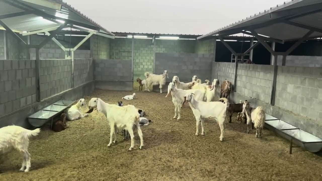 سر نجاح مشاريع تربية الماعز والأغنام يبدأ من الحظيرة ،اجمل تصميم حظيرة، الكويت ،مشاريع زراعية