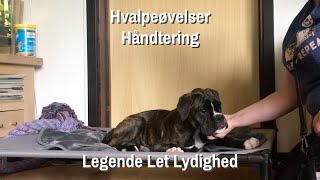 Hvalpeøvelser - Håndtering