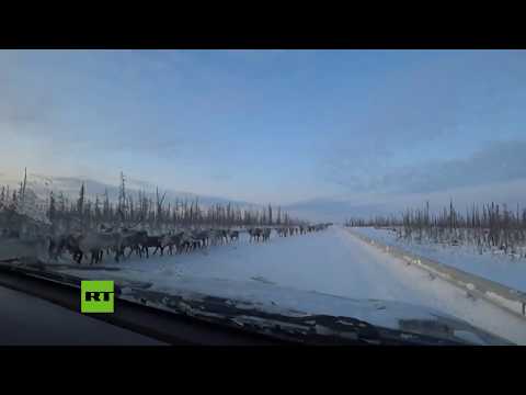 Una manada de 3000 renos sorprende a un conductor en Siberia