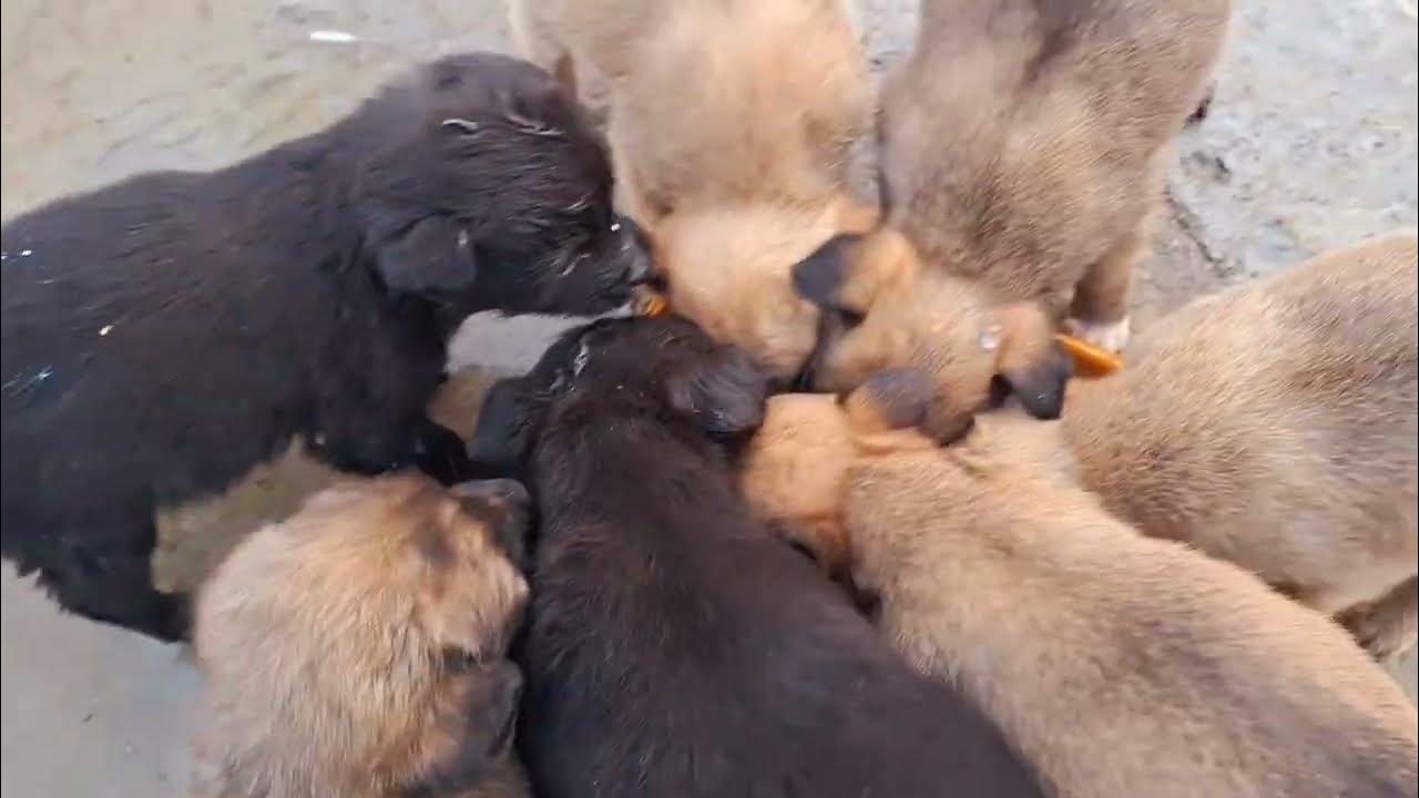 Feeding 3 week old puppies YouTube