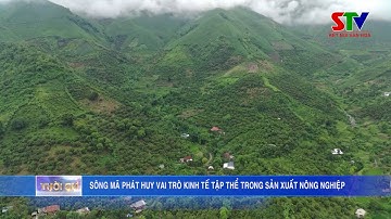 Sông Mã phát huy vai trò kinh tế tập thể trong sản xuất nông nghiệp