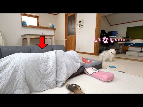 突然飼い主がいなくなった時のポメラニアンの行動に驚きました