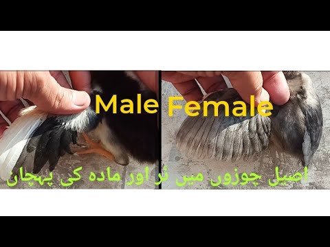        اصیل چوزوں میں نر اور مادہ کی پہچان
