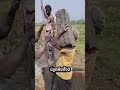 ไม่ต้องไปรอปลูก ขุดดินขายเอาเลย