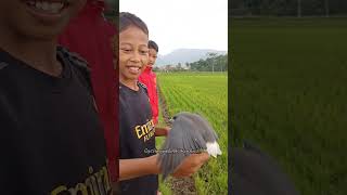 Download Lagu bocil pamer burung kekep ‼️#shorts MP3