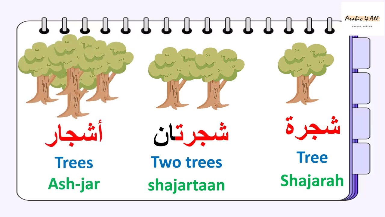 Learn Arabic words(singular, dual & plural)
