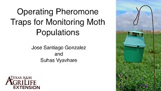 Famous Pheromone Traps to Monitor Moth Populations Wealth