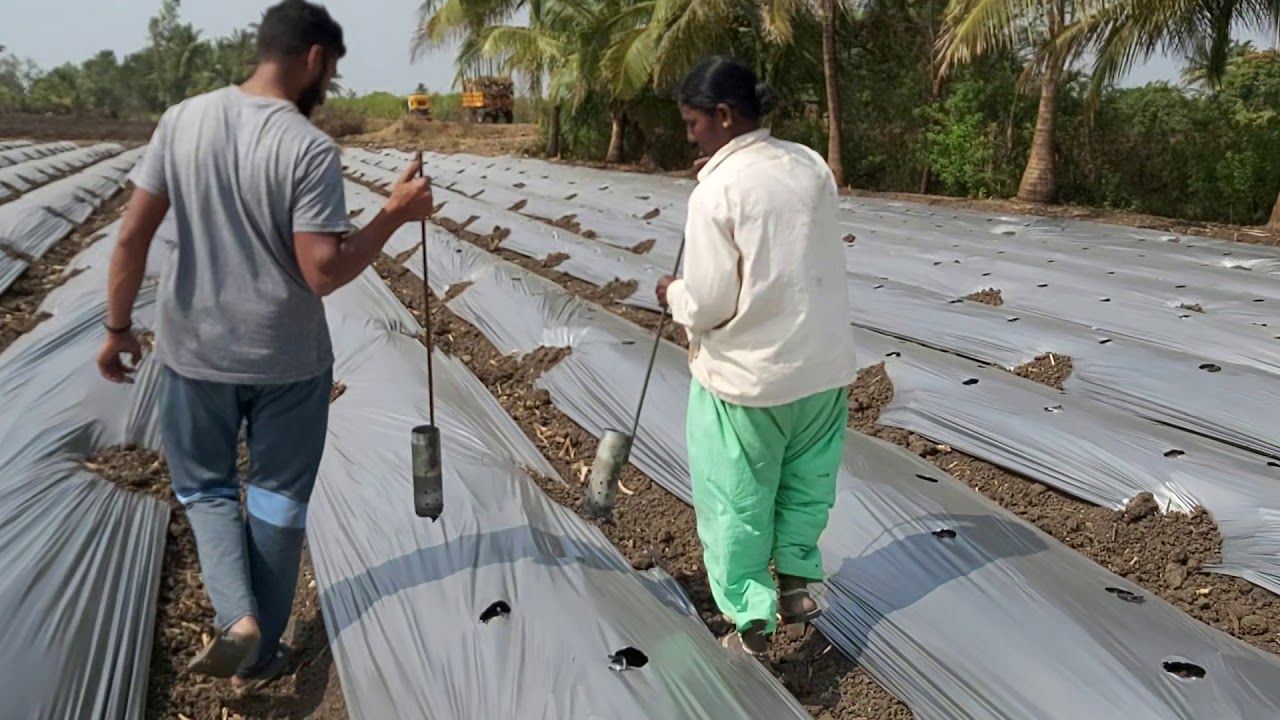 how to make holes on mulching paper YouTube