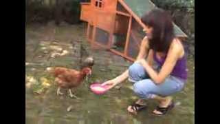 The Chicken Whisperer
