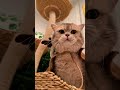#cat#fyp