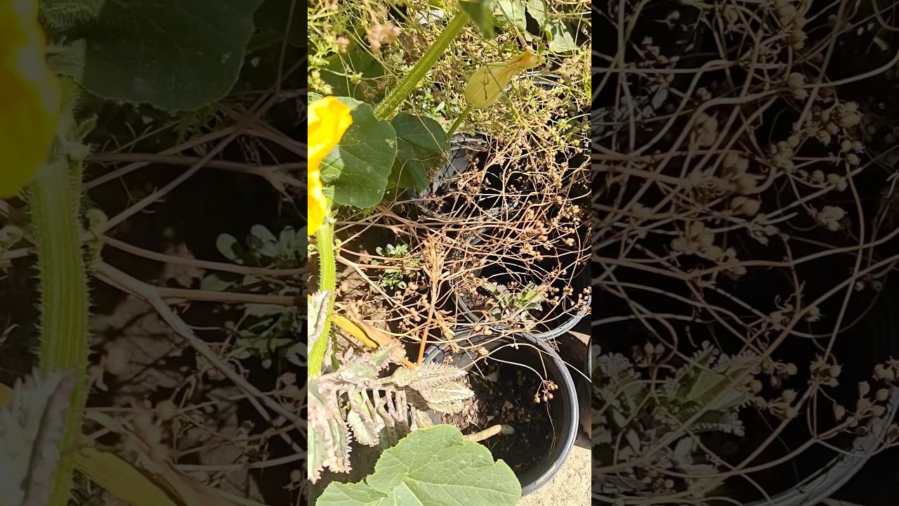 2 ways of growing cilantro letting it go to seeds,or eating in your foods.