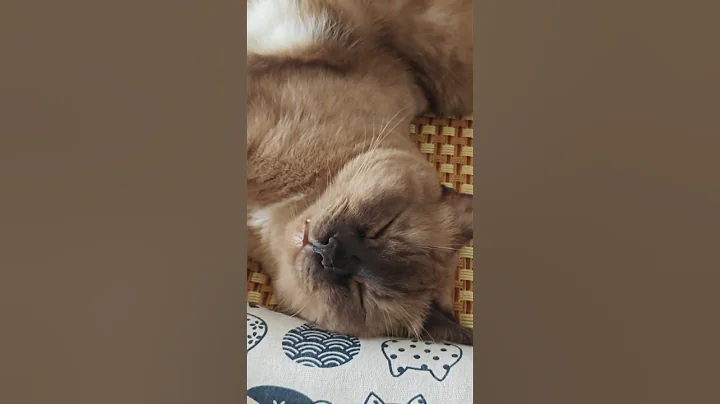 Video 11839711: siamese cats catlover, siamese catlife