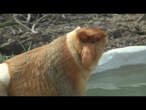 Video: Borneo Je Domovem Některých Nepolapitelných Koček Na Světě. Zde Jsou