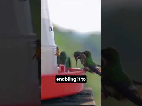 The Incredible Flying