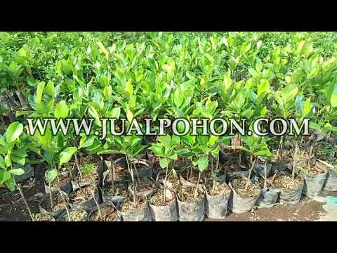 Tanam Bibit Nangka Merah dan Nikmati Panennya!