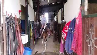 Tommy 137Cm Jumping Pony