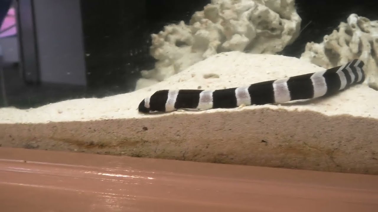 シマウミヘビ わくわく海中水族館シードーナツ 熊本県 Youtube