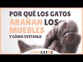 Por qué los gatos ARAÑAN LOS MUEBLES [y cómo EVITARLO]