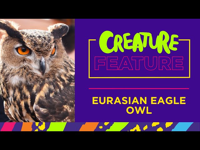 Learn Fast! Eurasian Eagle Owl - 1 Minute Quick Facts!