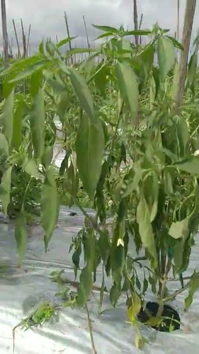 Cara Mengatasi Layu Fusarium Pada Tanaman Cabe  Dengan Fungisida Zorvec Encantia